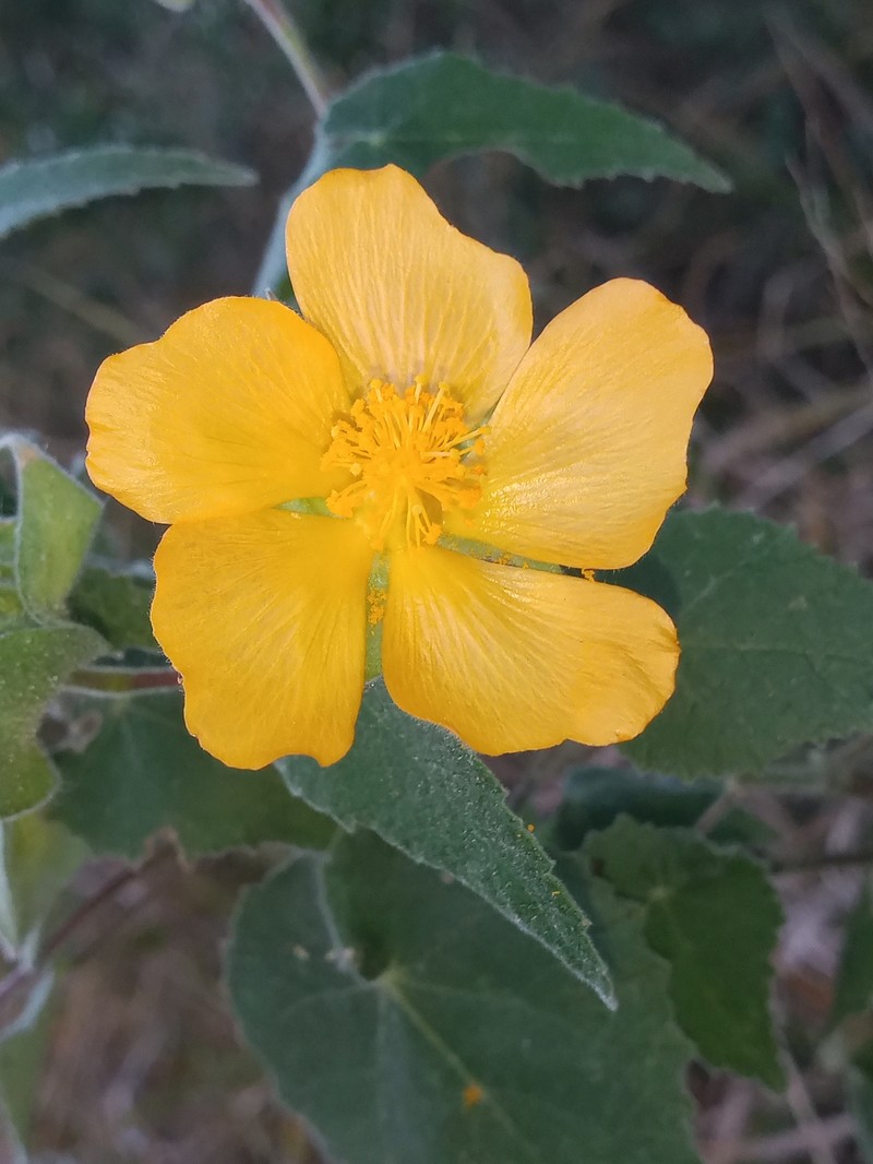 Whiteleaf Indian Mallow