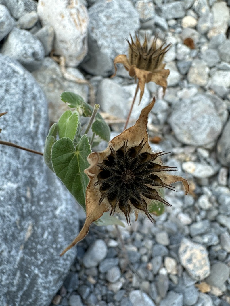 Whiteleaf Indian Mallow photo 2