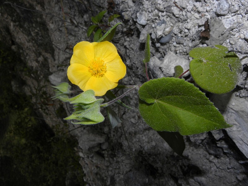 Whiteleaf Indian Mallow photo 3