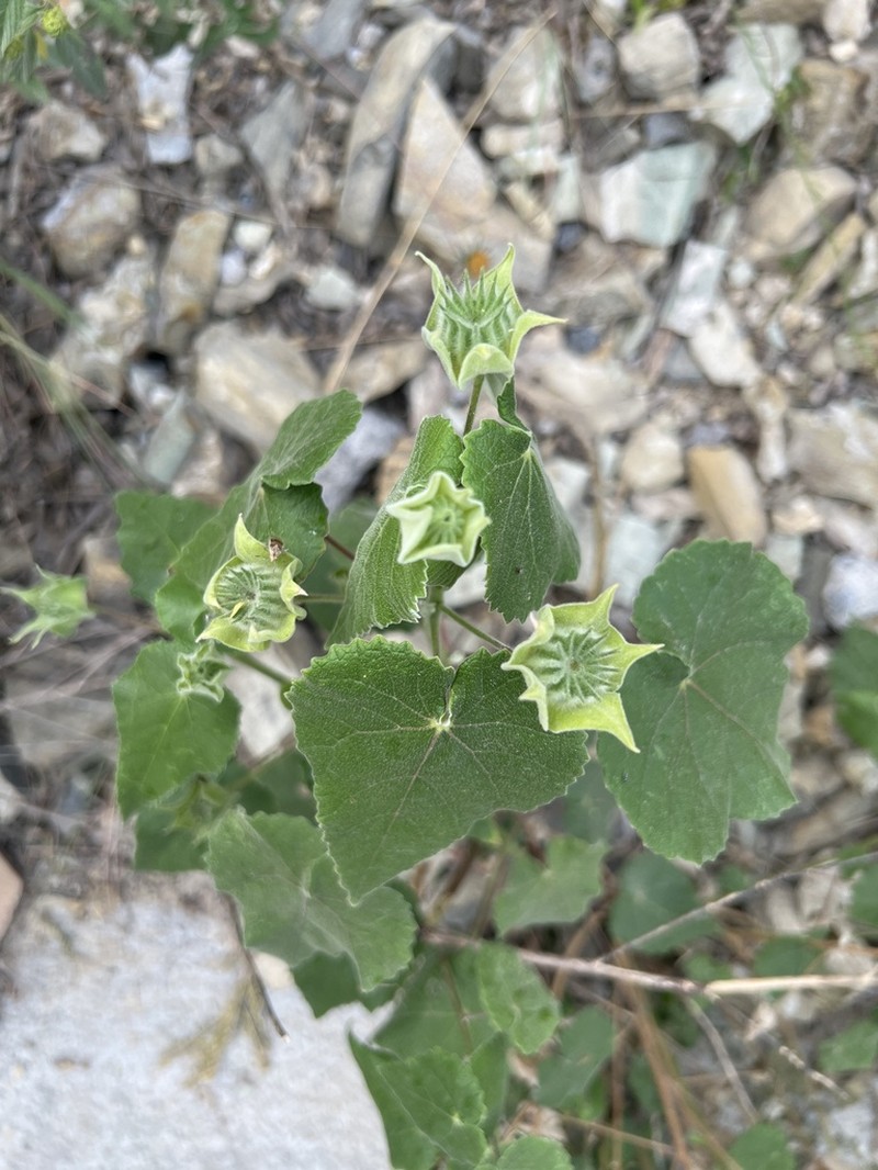 Whiteleaf Indian Mallow photo 4