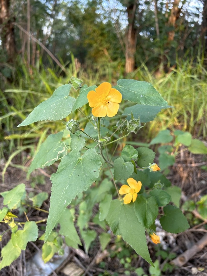 Whiteleaf Indian Mallow photo 5