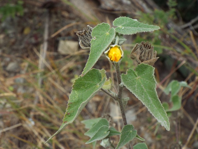 Whiteleaf Indian Mallow photo 6