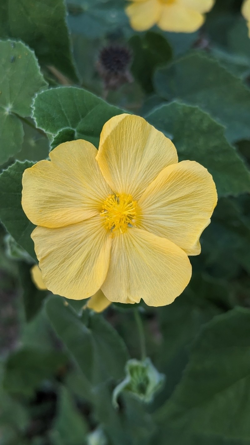 Whiteleaf Indian Mallow photo 7