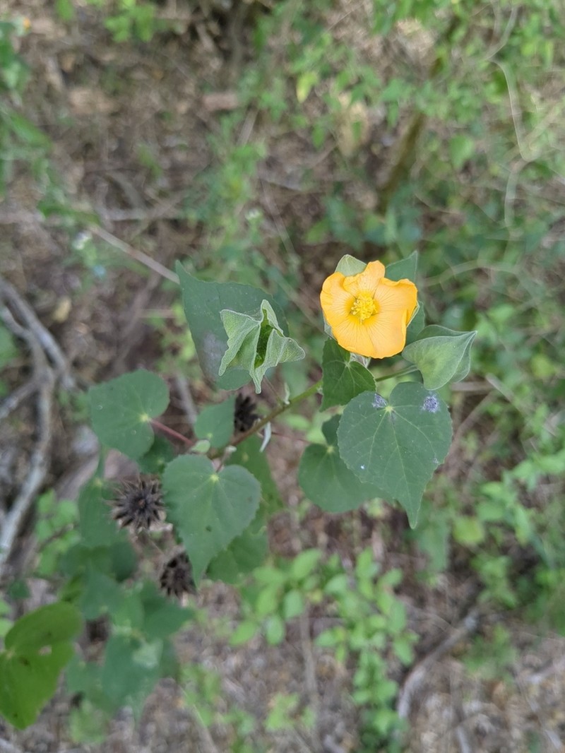 Whiteleaf Indian Mallow photo 8