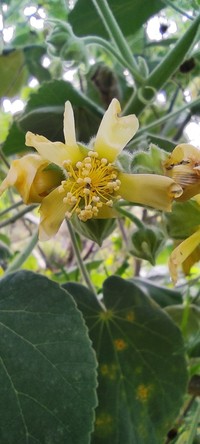 Abutilon ibarrense