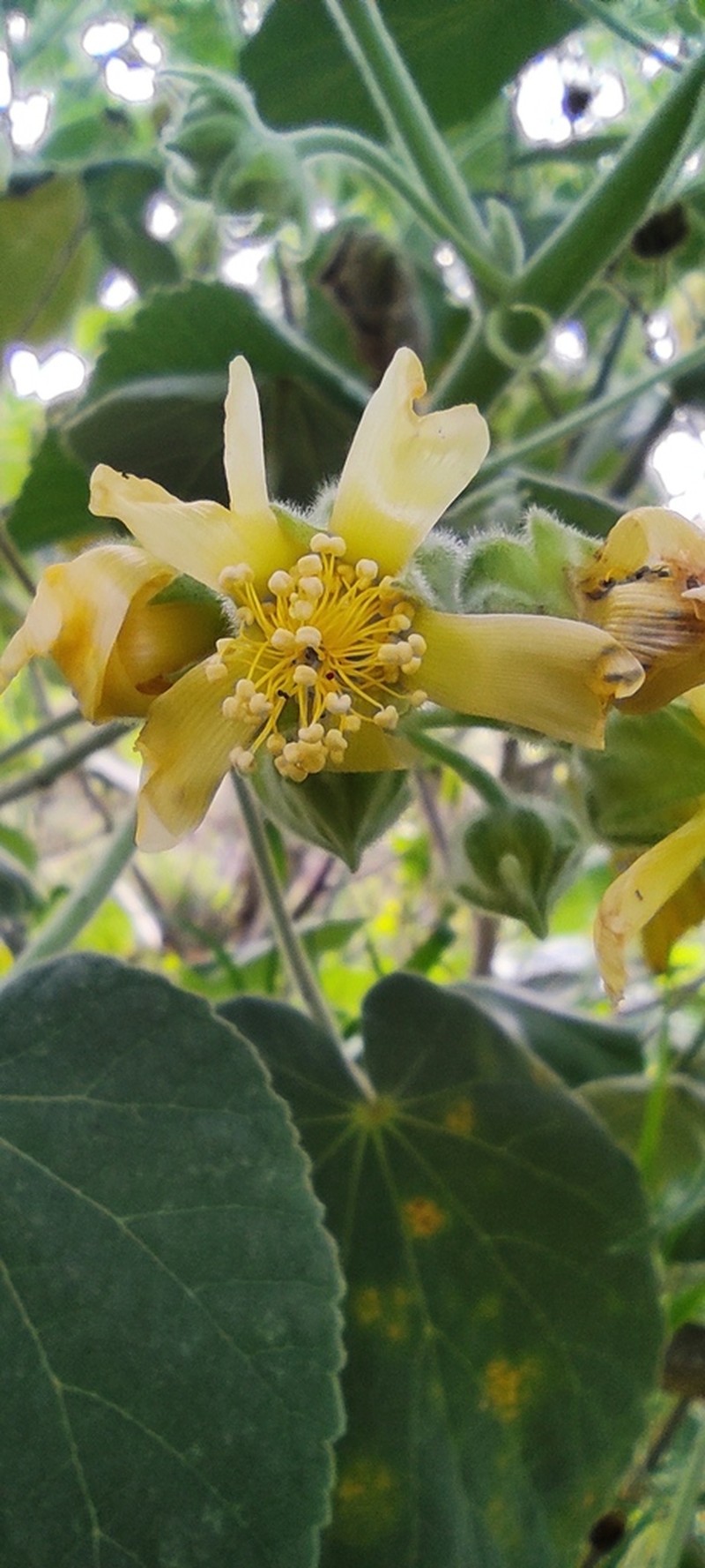 Abutilon ibarrense