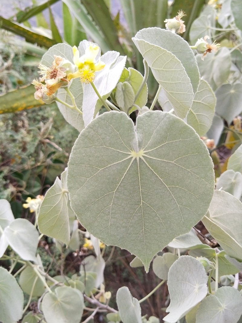 Abutilon ibarrense photo 2