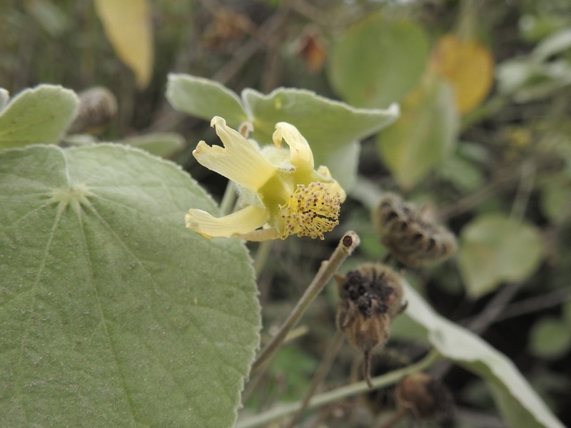 Abutilon ibarrense photo 3