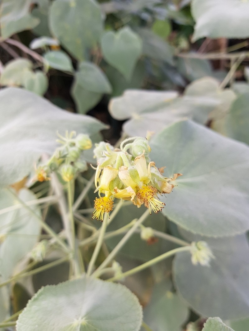 Abutilon ibarrense photo 4