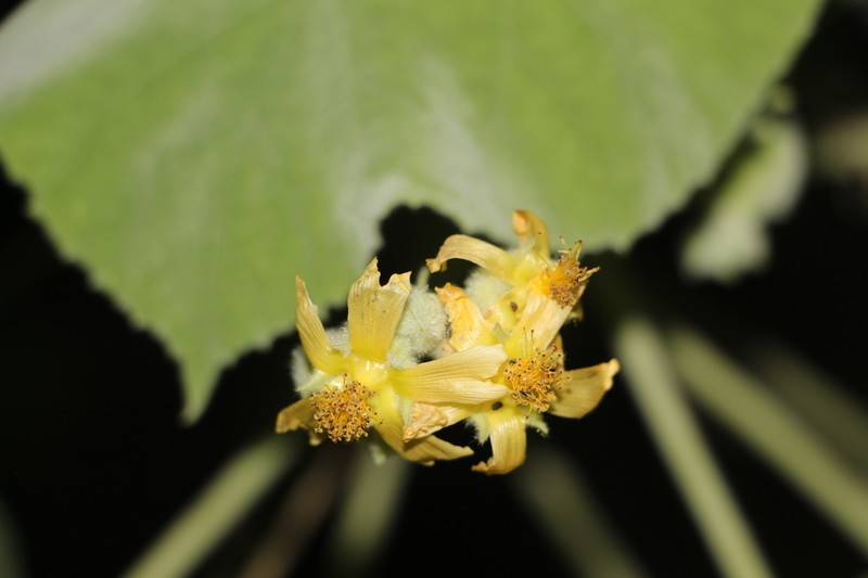 Abutilon ibarrense photo 5