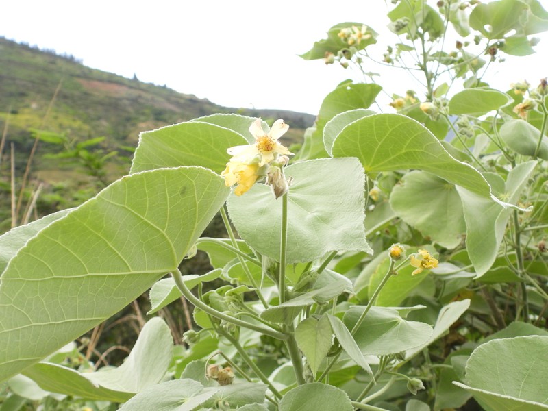 Abutilon ibarrense photo 6