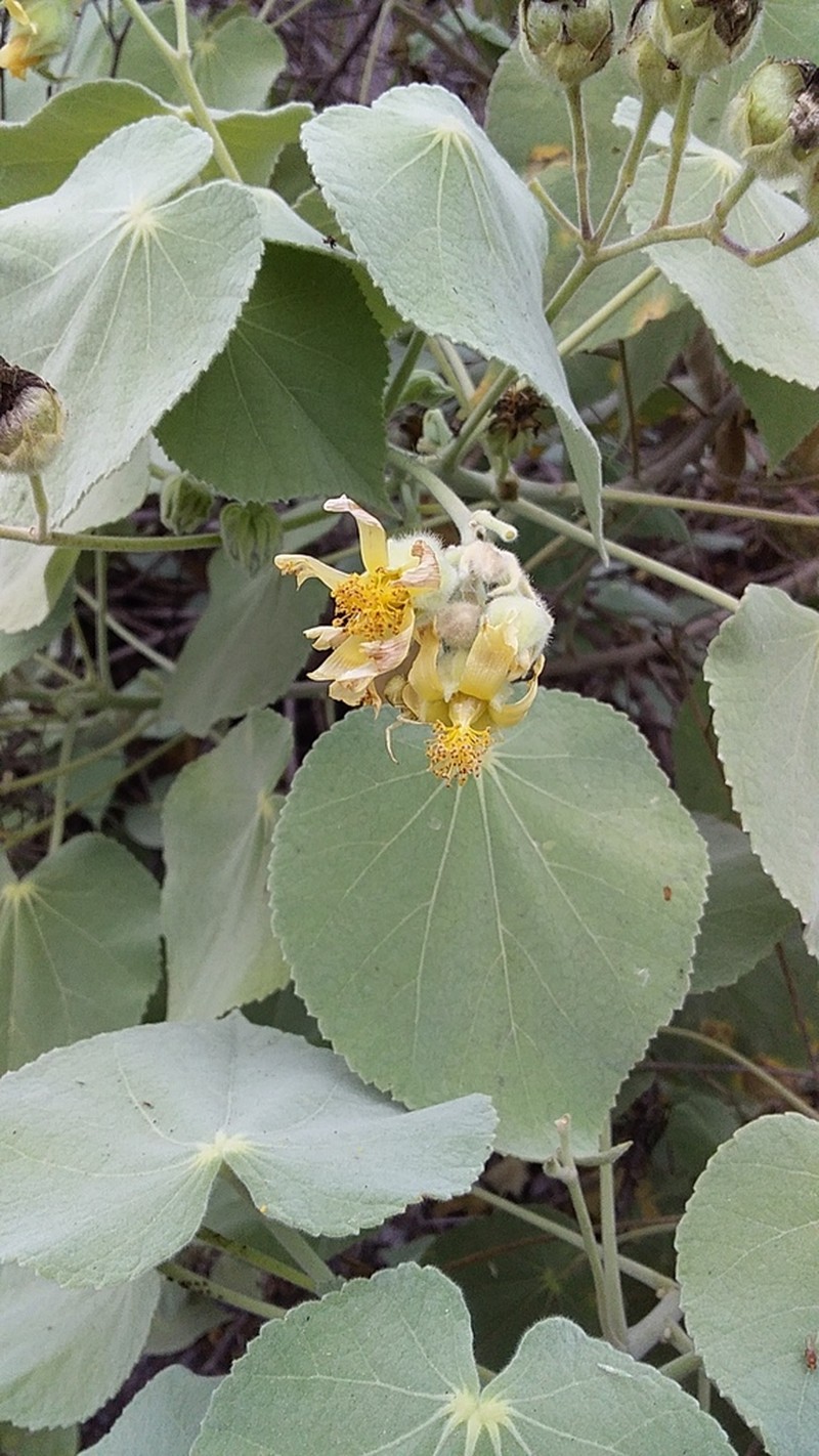 Abutilon ibarrense photo 7