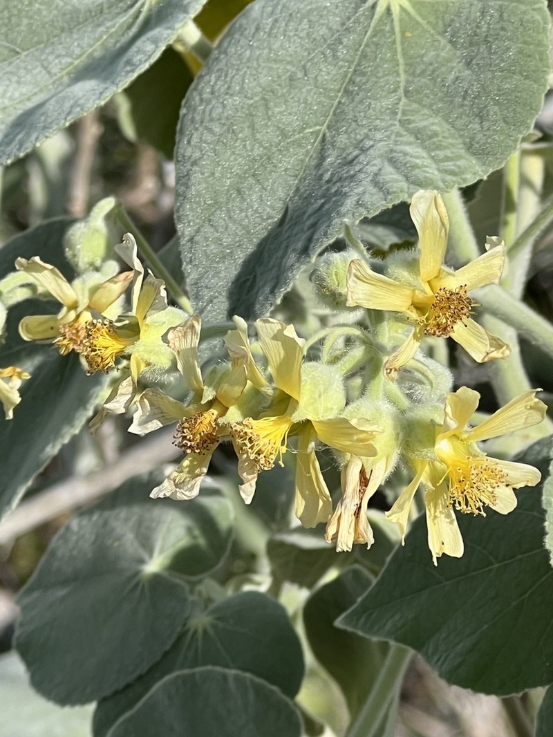 Abutilon ibarrense photo 8