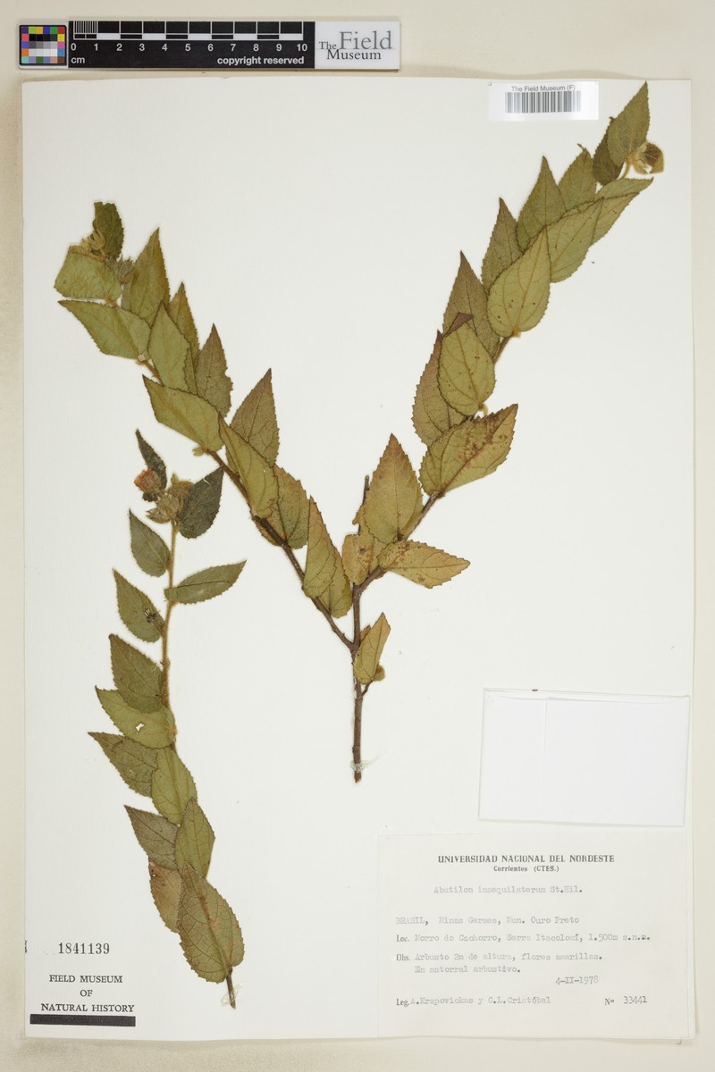 Abutilon inaequilaterum