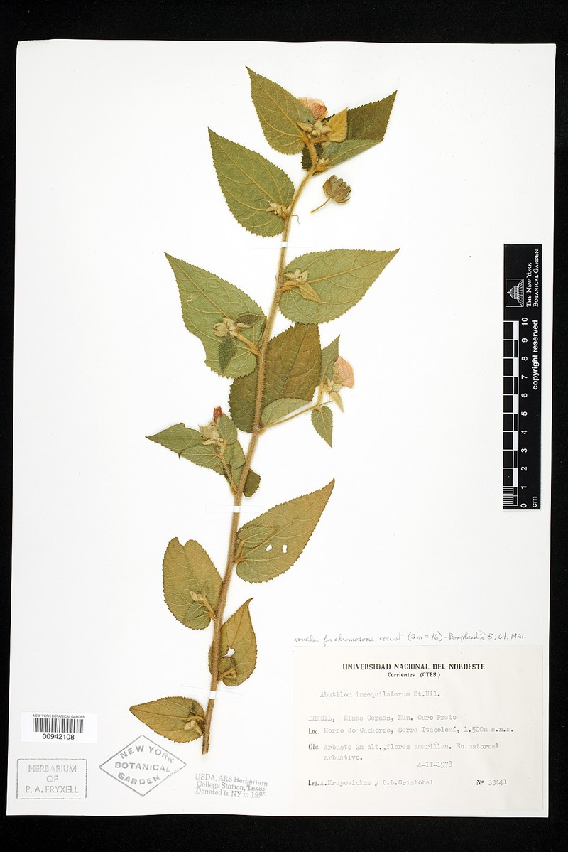 Abutilon inaequilaterum photo 2
