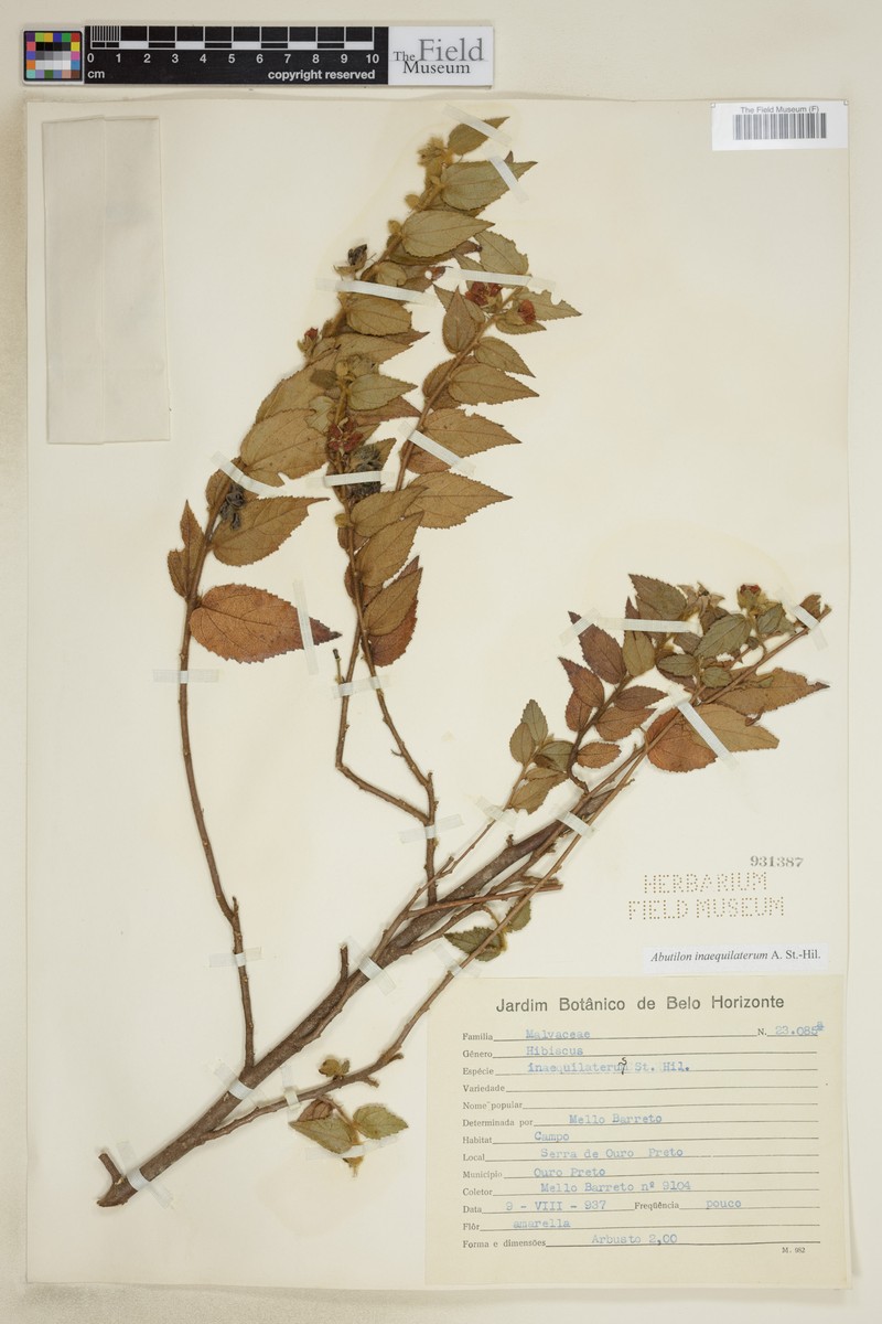 Abutilon inaequilaterum photo 3