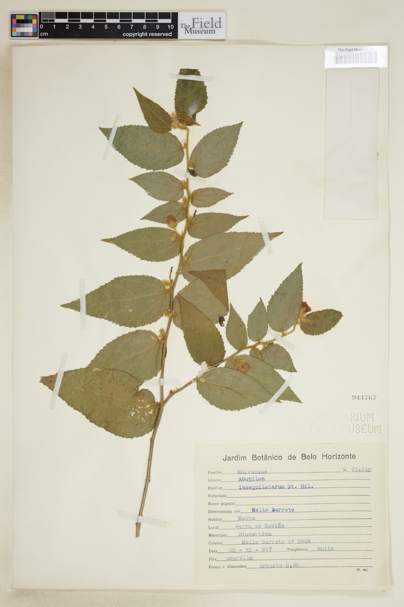 Abutilon inaequilaterum photo 4
