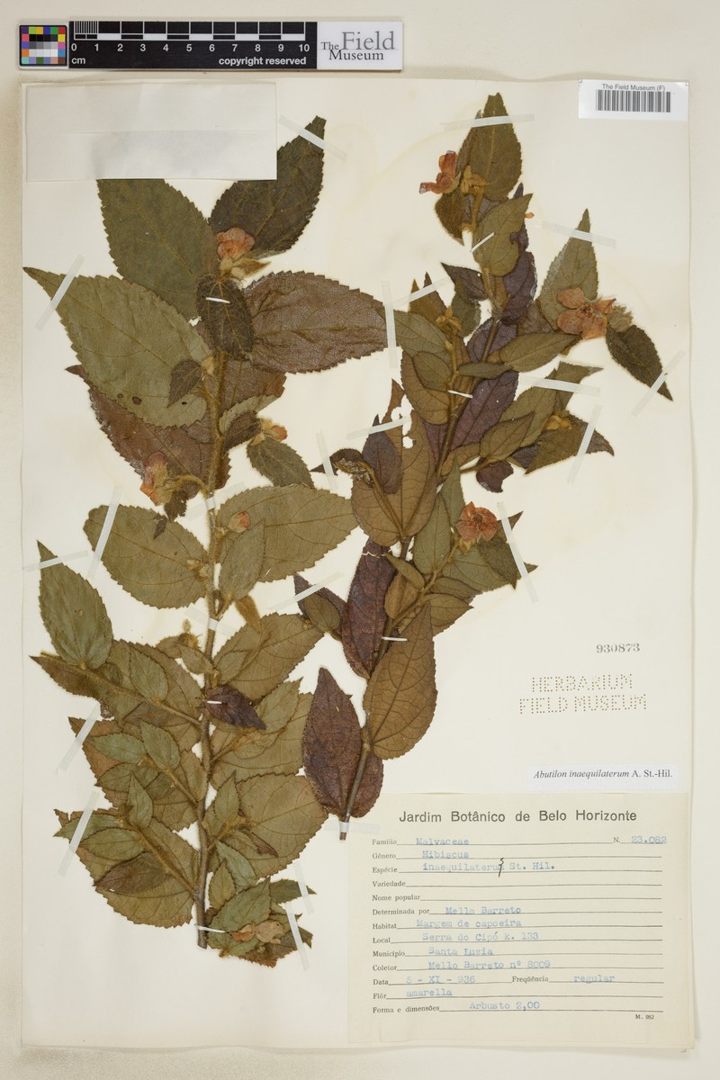 Abutilon inaequilaterum photo 5