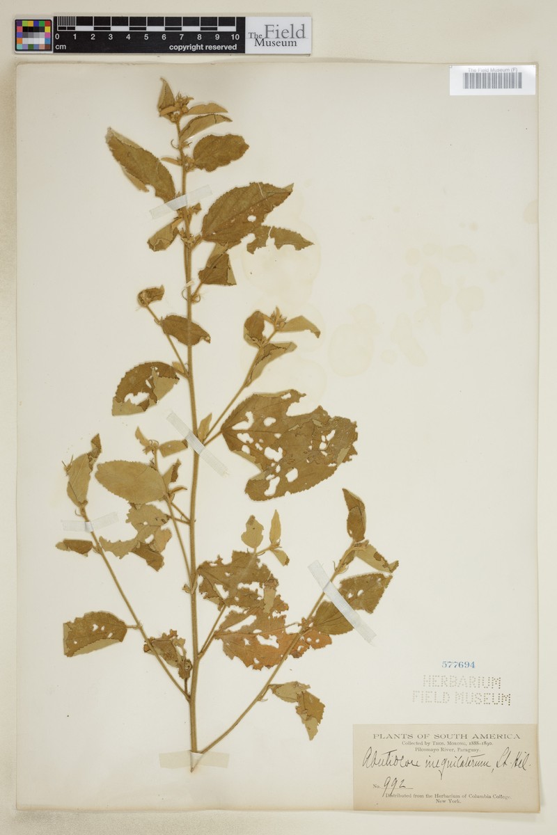 Abutilon inaequilaterum photo 6