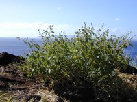 Pelotazo