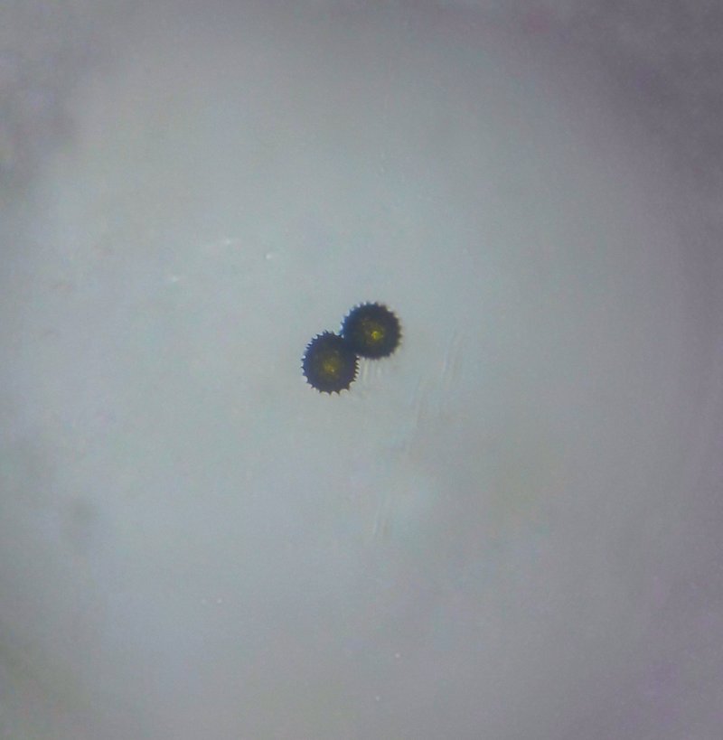 Pelotazo photo 2