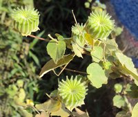 Monkeybush