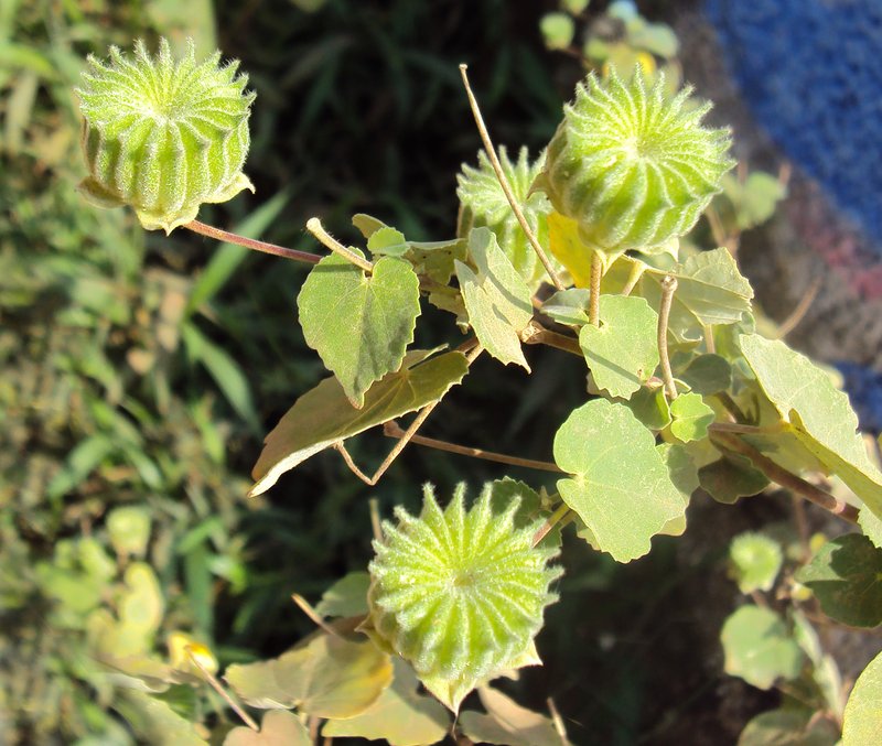 Monkeybush