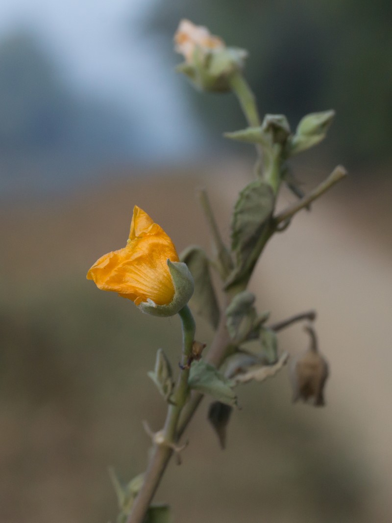 Monkeybush photo 2
