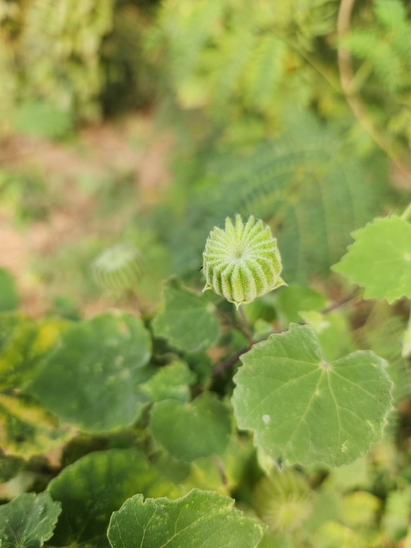 Monkeybush photo 3