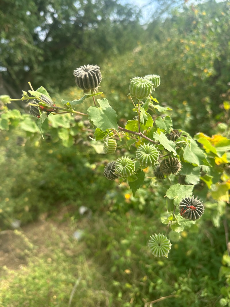 Monkeybush photo 5