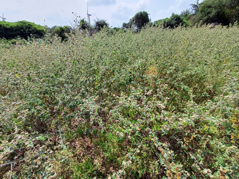 Monkeybush photo 8
