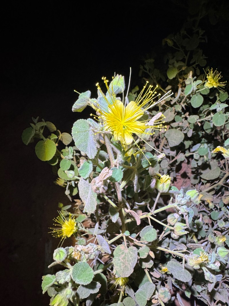 Abutilon indicum subsp. indicum