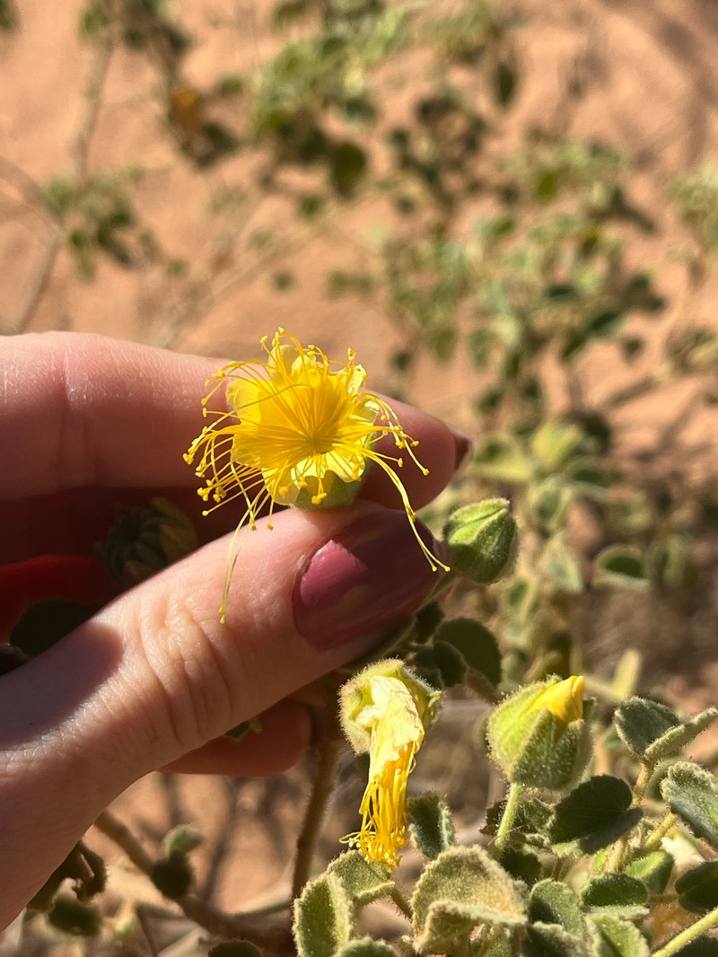 Abutilon indicum subsp. indicum photo 2