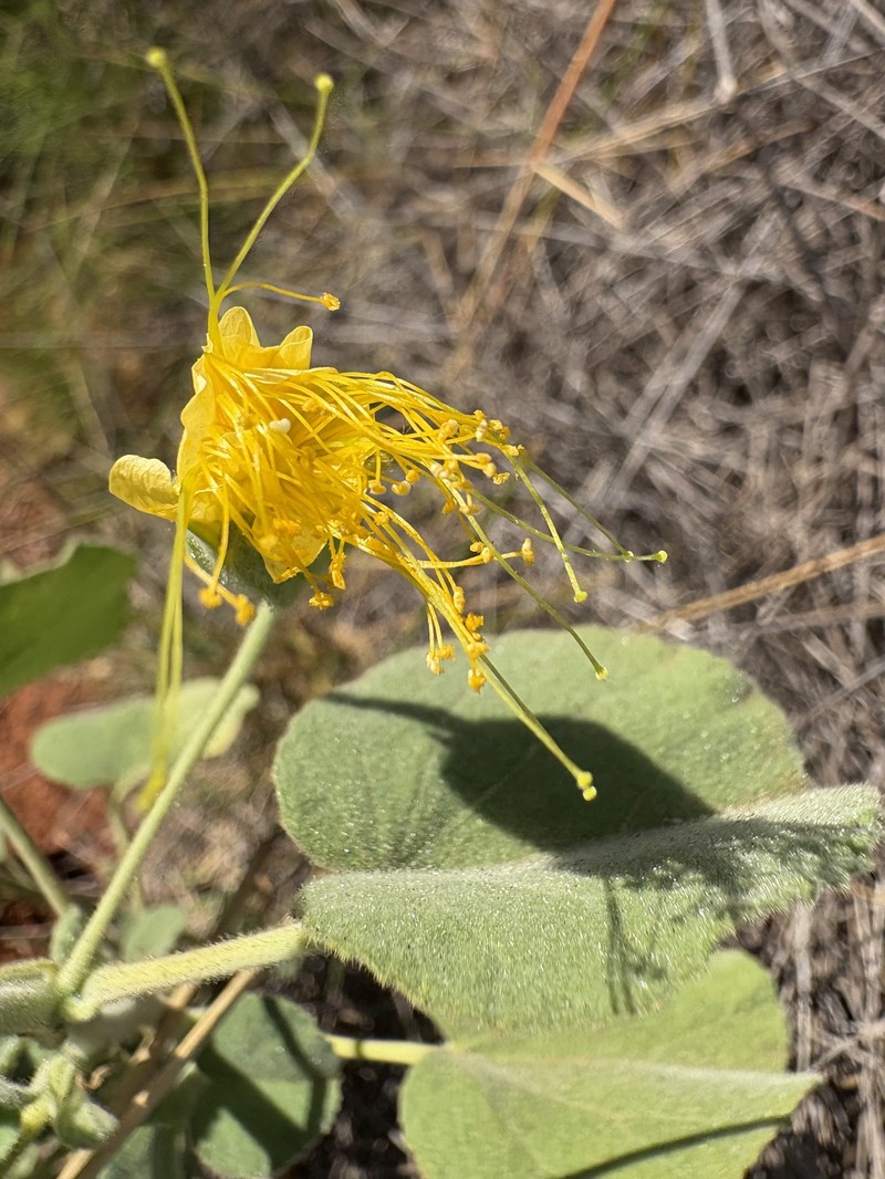 Abutilon indicum subsp. indicum photo 3