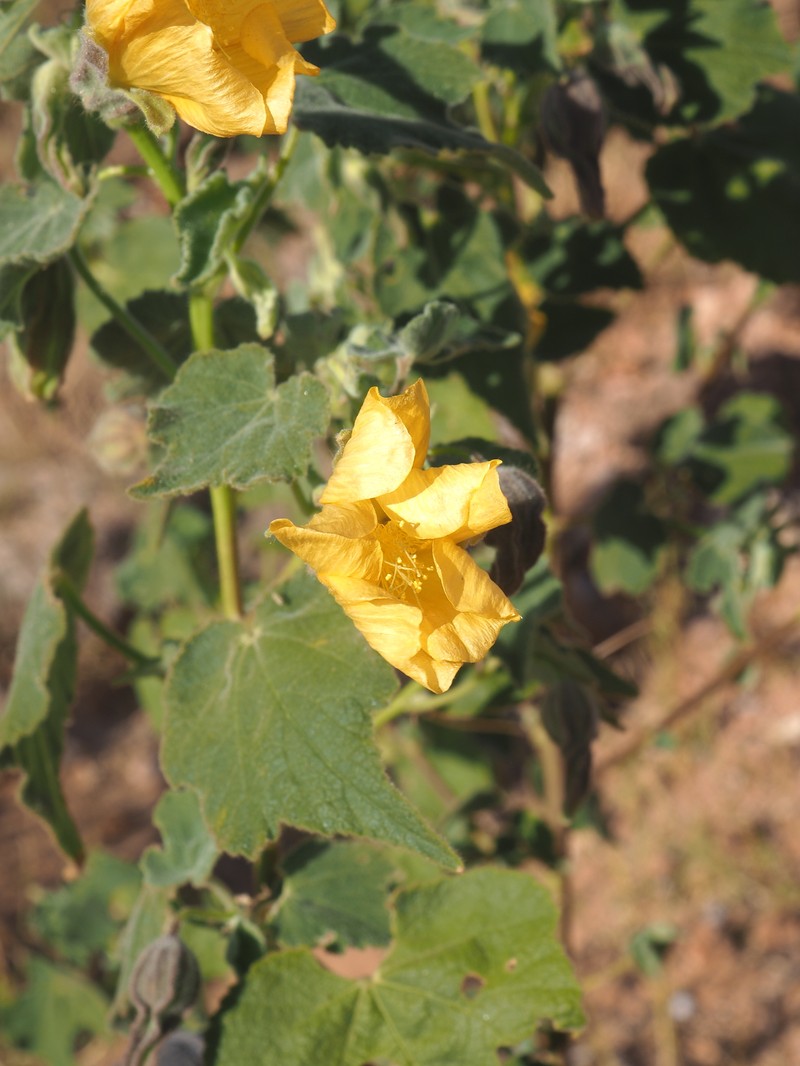 Abutilon indicum subsp. indicum photo 4