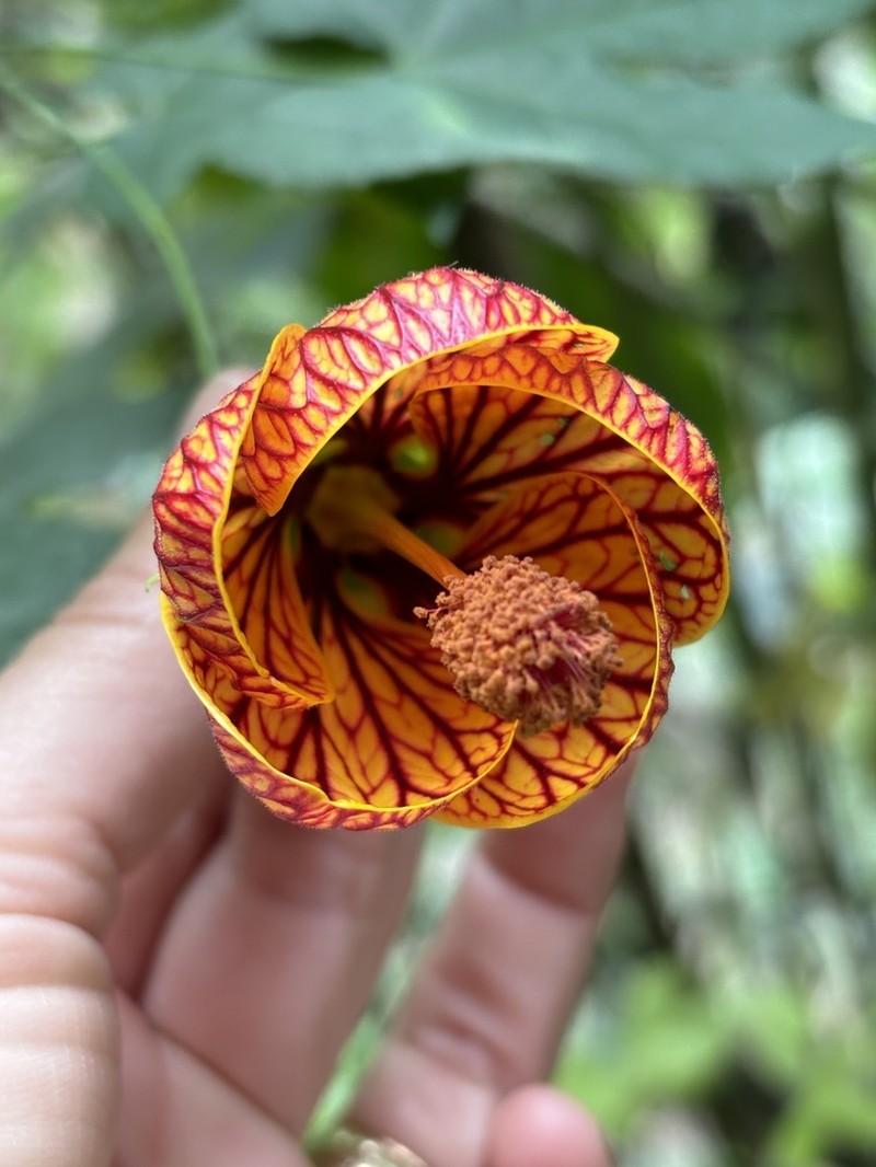 Abutilon insigne