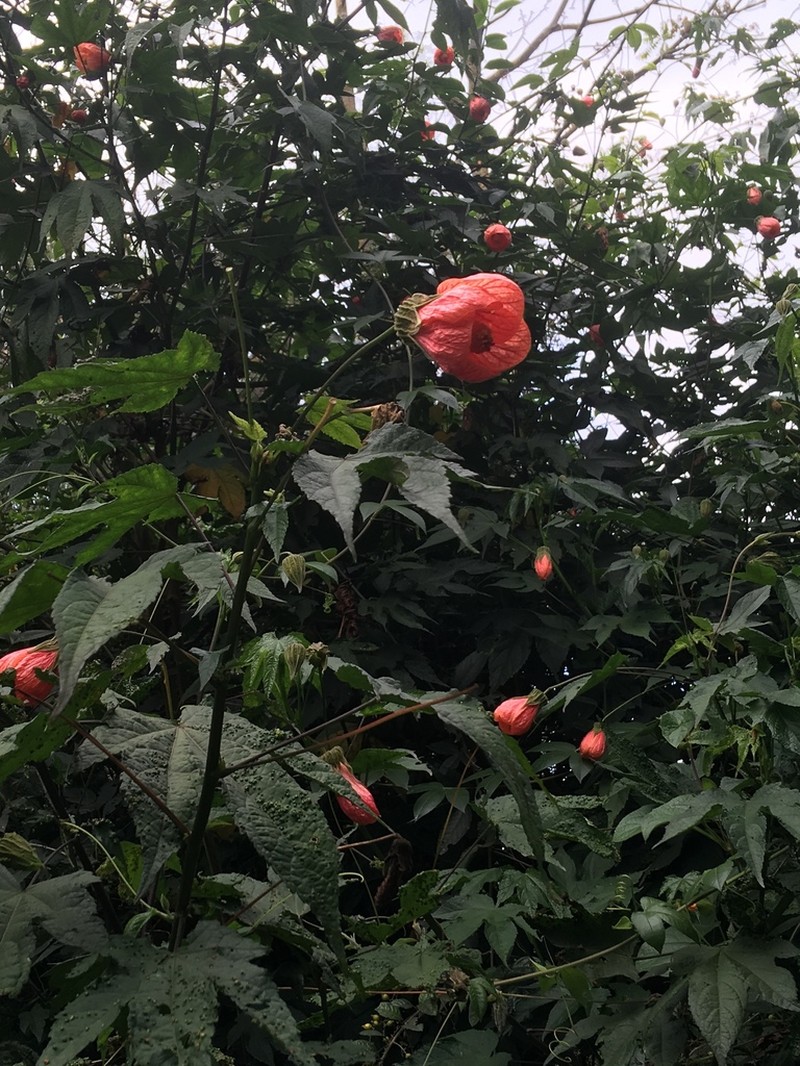 Abutilon insigne photo 2