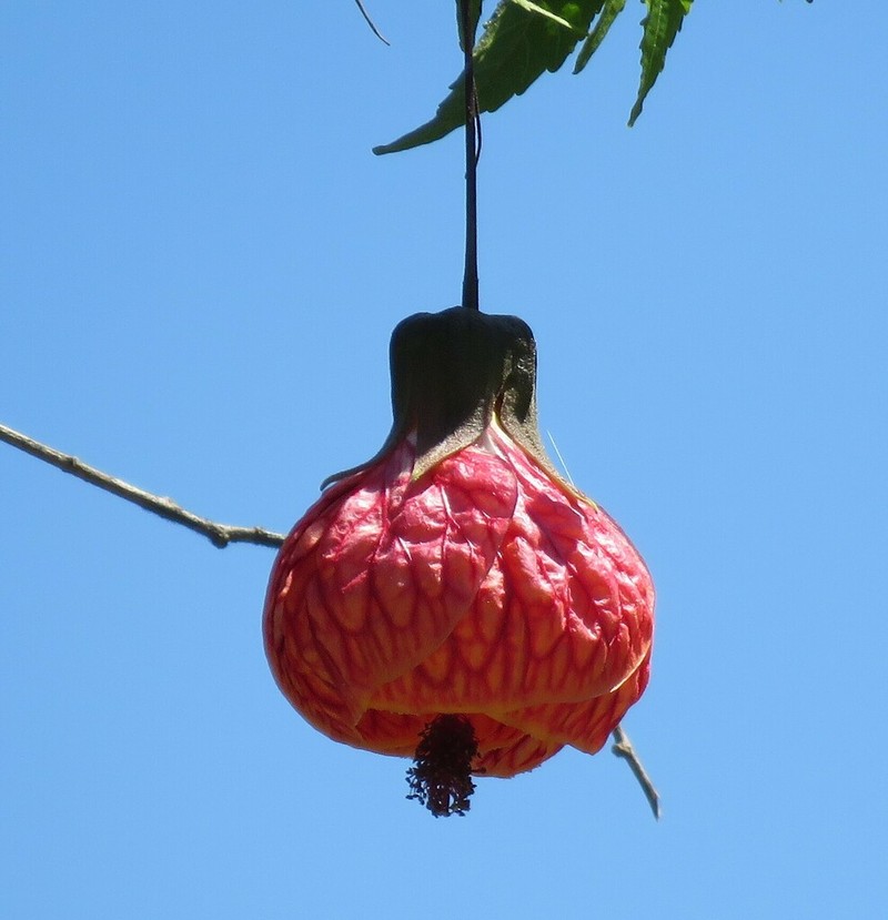 Abutilon insigne photo 3