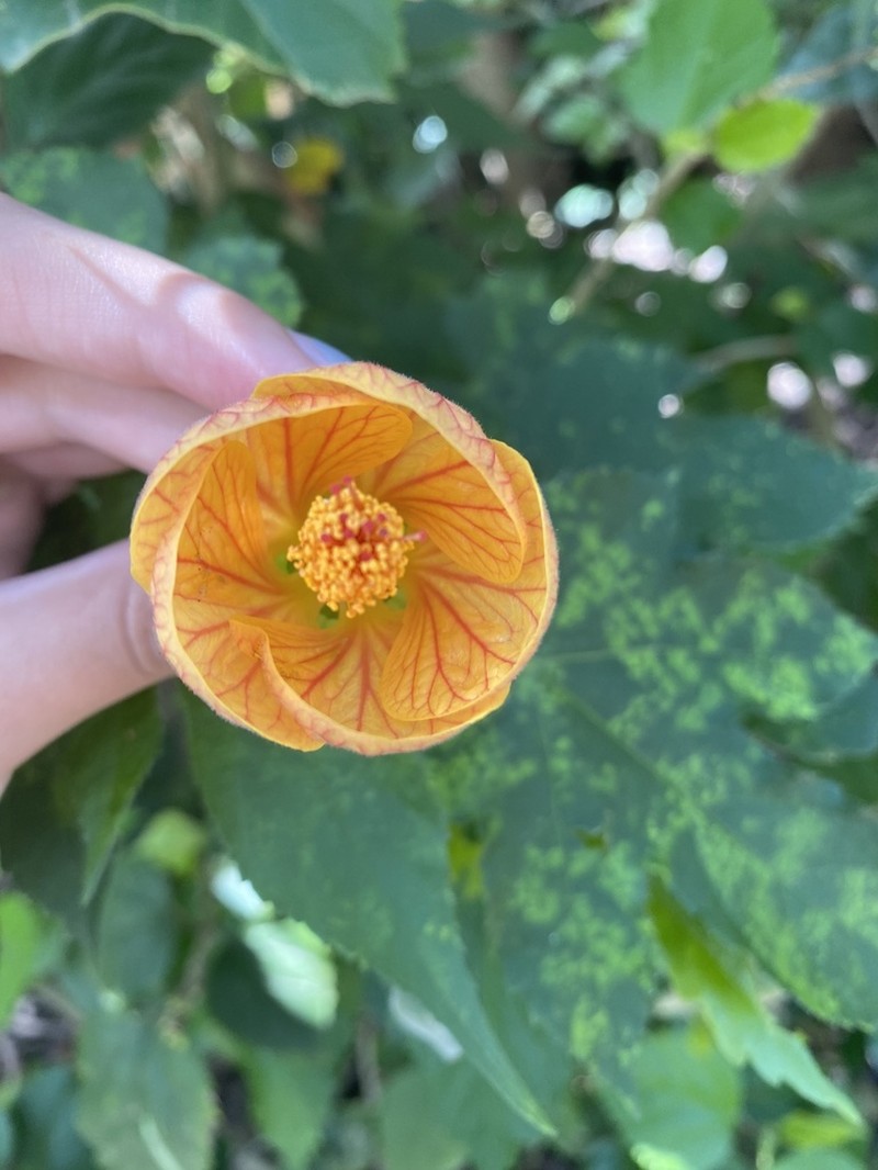 Abutilon insigne photo 4