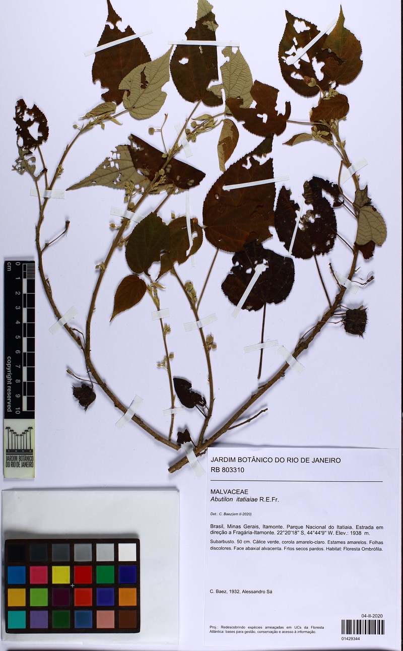 Abutilon itatiaiae