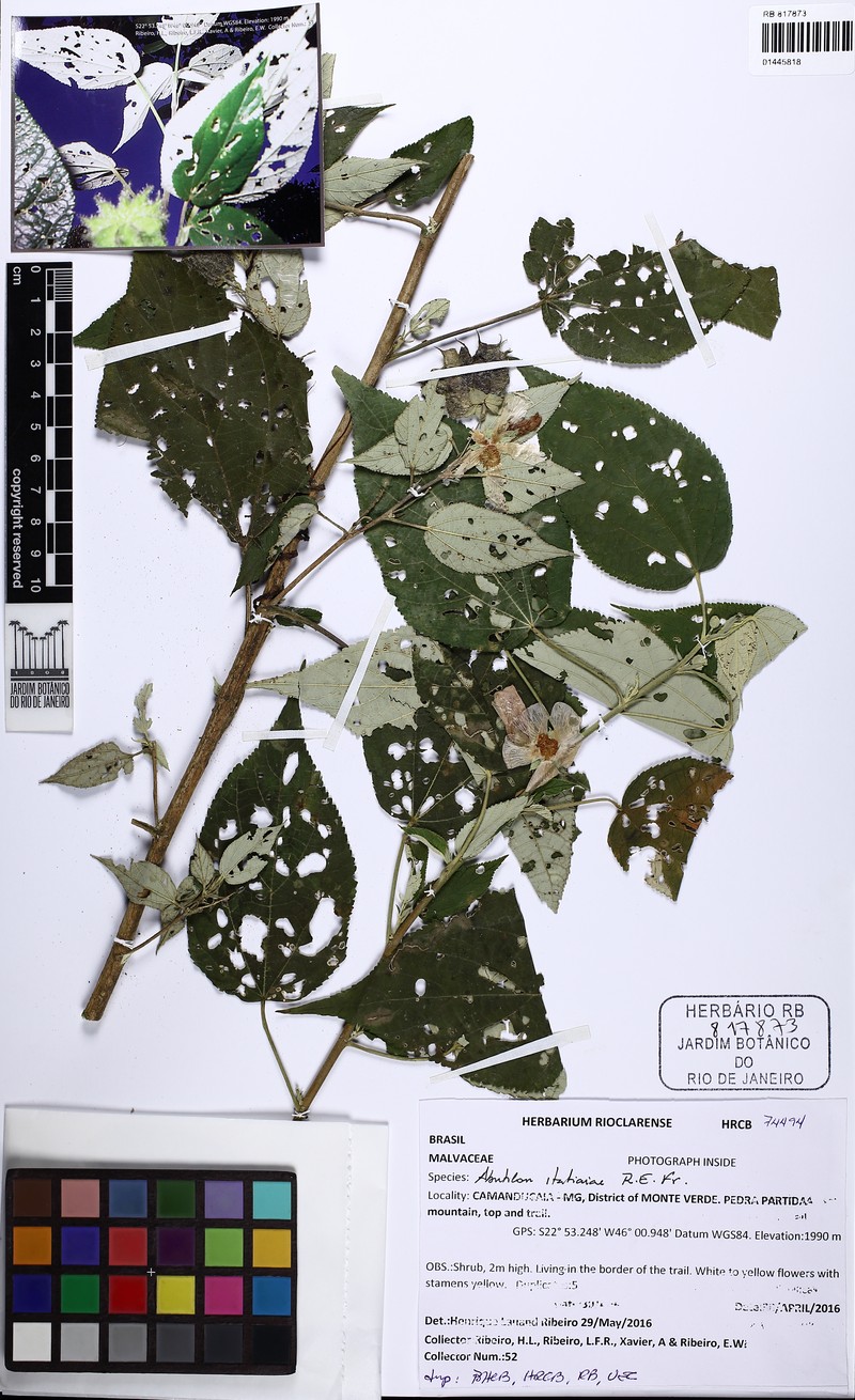 Abutilon itatiaiae photo 2