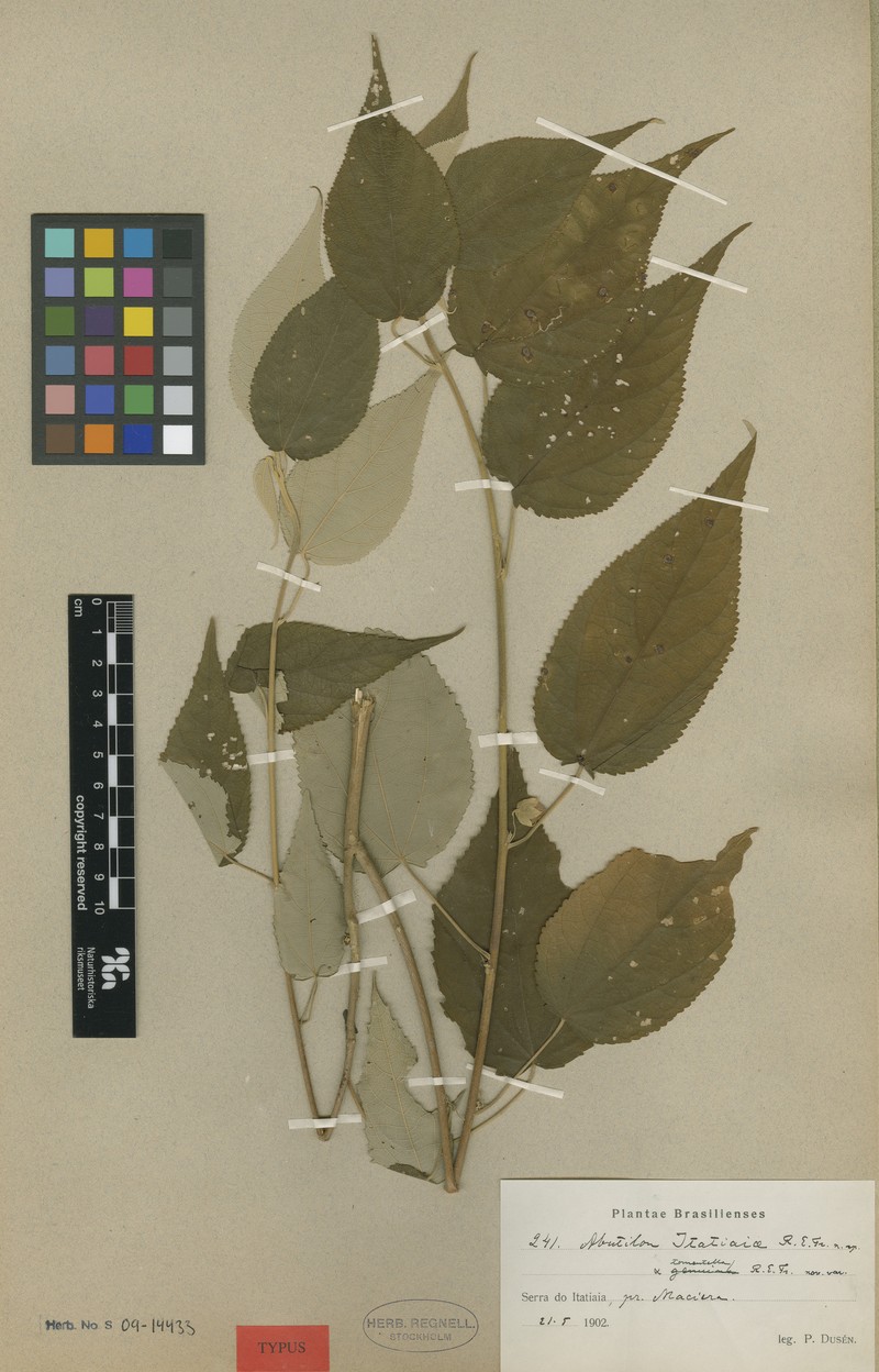 Abutilon itatiaiae photo 3