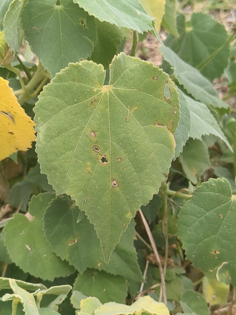 Abutilon julianae photo 2