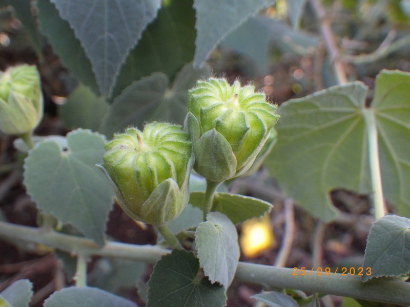 Abutilon julianae photo 3