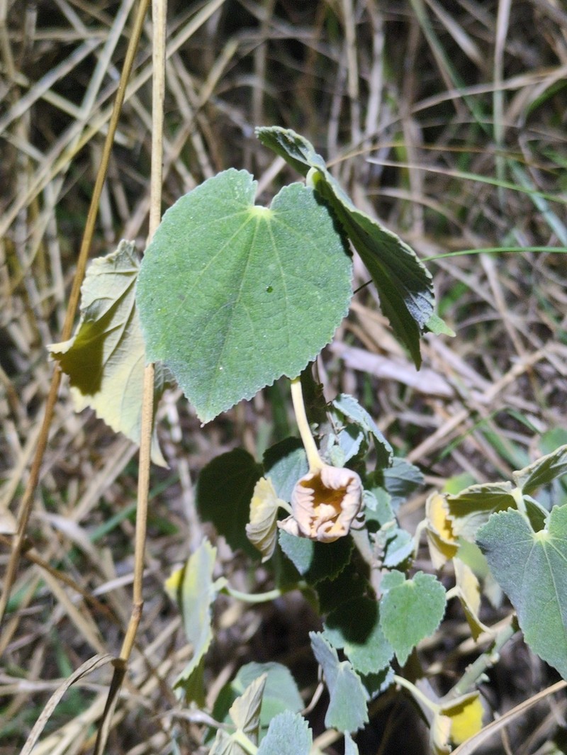 Abutilon julianae photo 4