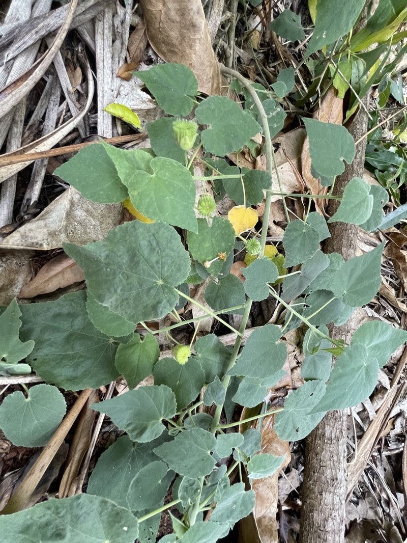 Abutilon julianae photo 5
