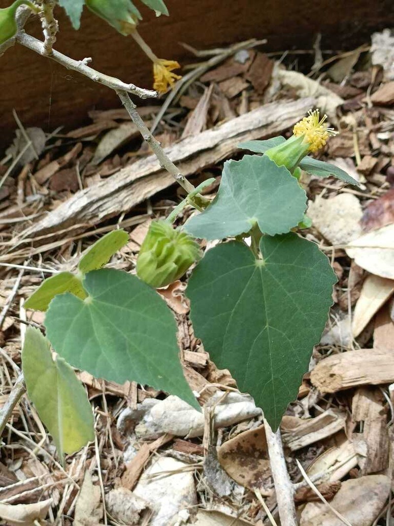 Abutilon julianae photo 6