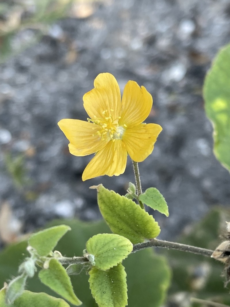Abutilon lauraster