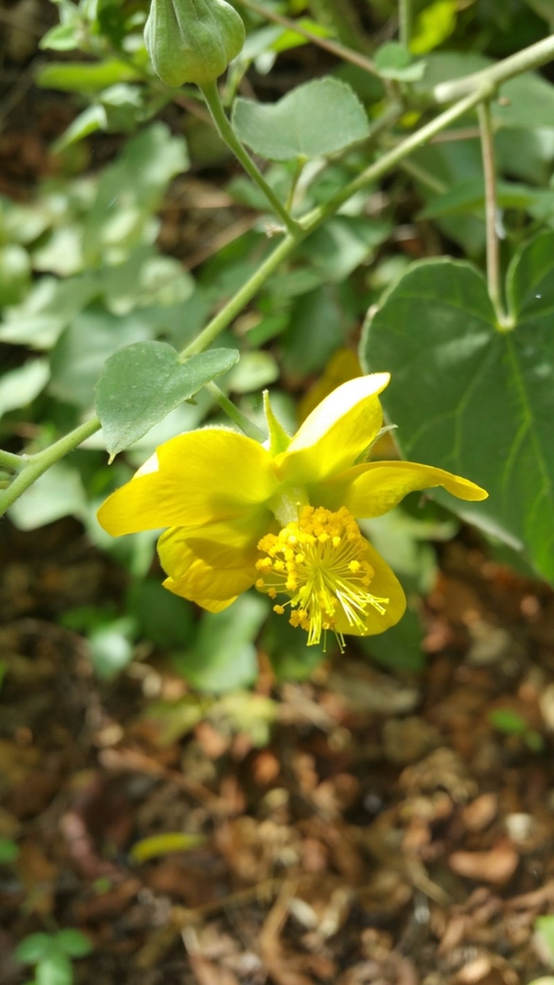 Abutilon lauraster photo 5