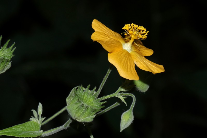Abutilon lauraster photo 7